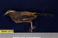 藏品(白耳畫眉)的圖片